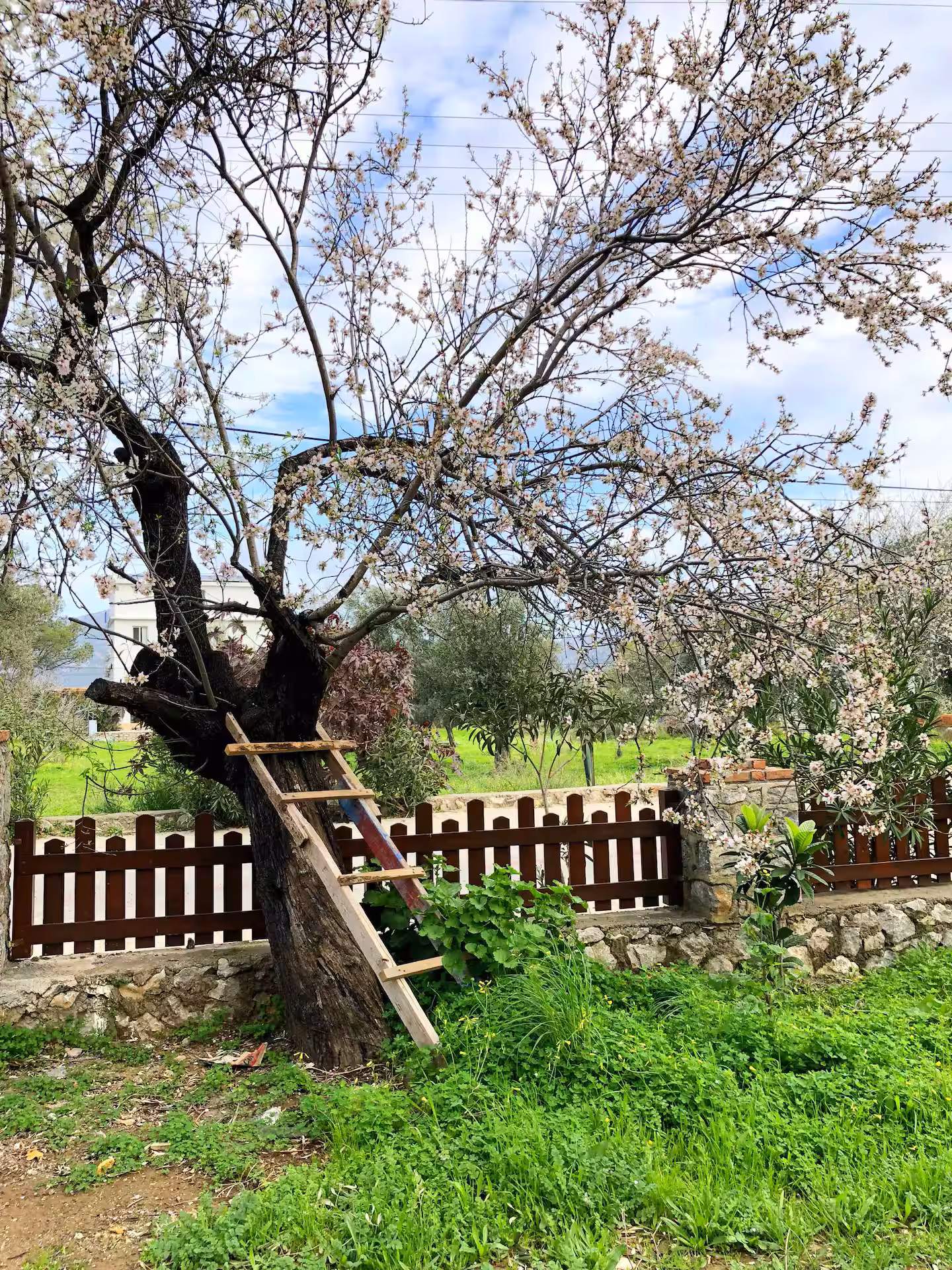 Selimiye Taş Ev — Bahçe
